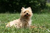 CAIRN TERRIER 550